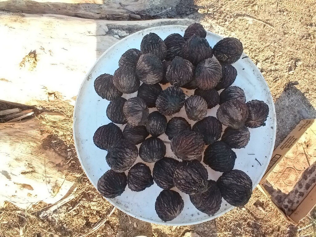 Black Walnut Seeds Juglans Nigra For Planting Fresh Wild Harvested Nuts