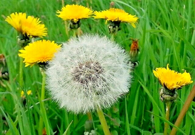 Dandelion 1000 seeds, herb, Taraxacum officinale, yellow daisy, EZ to grow.