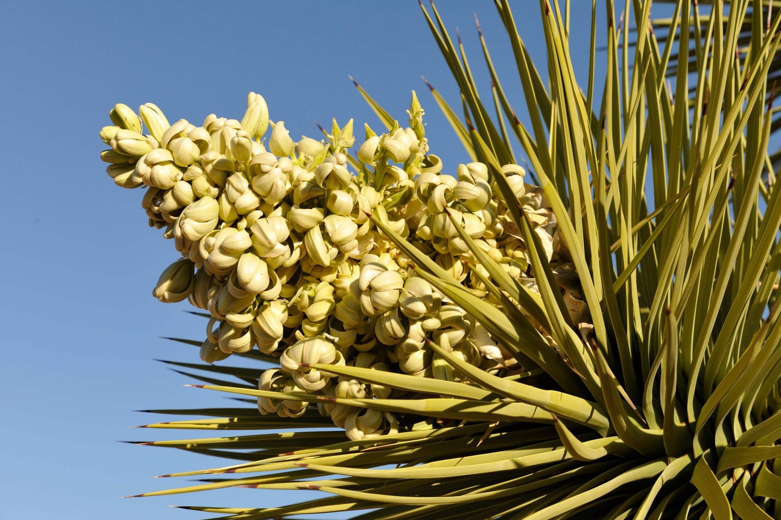 5 JOSHUA TREE Palm Tree Yucca Brevifolia White Flowers Cactus Succulent Seeds