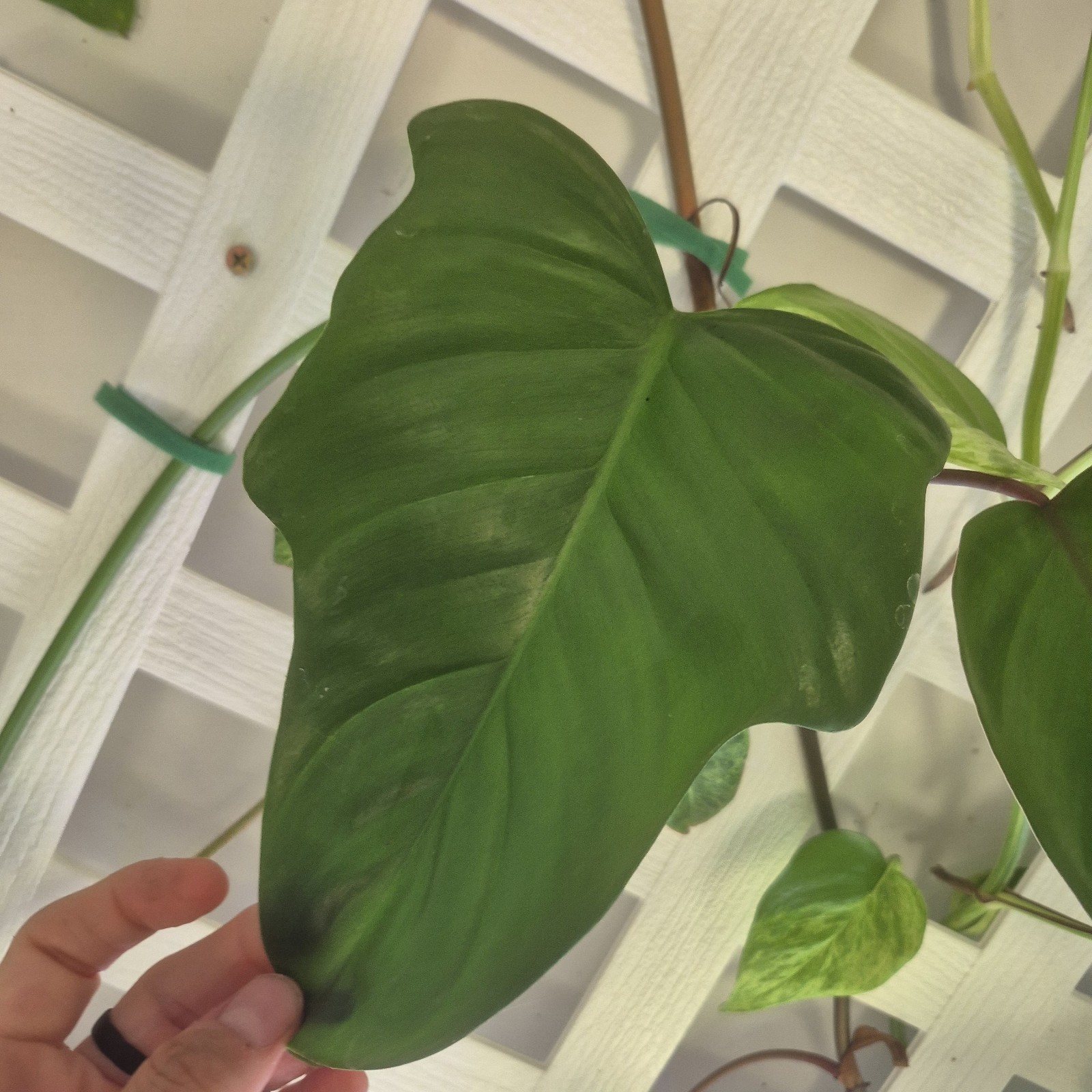 UNKNOWN Philodendron NOID – tropical Indoors live plant CUTTING UNROOTED