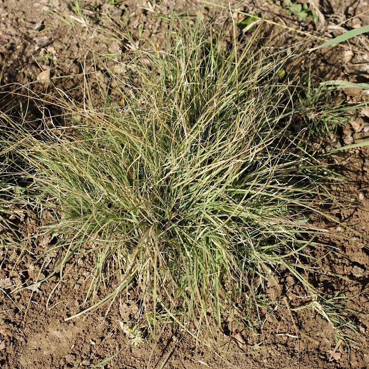 1/4 Lb Buffalo Grass Native Grass Seeds – Everwilde Farms Mylar Seed Packet