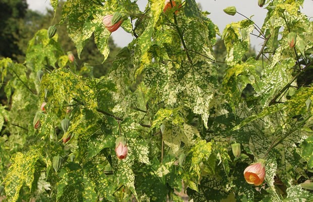 Thompsonii Variegated Peach Abutilon Flowering Maple SMALL ROOTE STARTER Plant