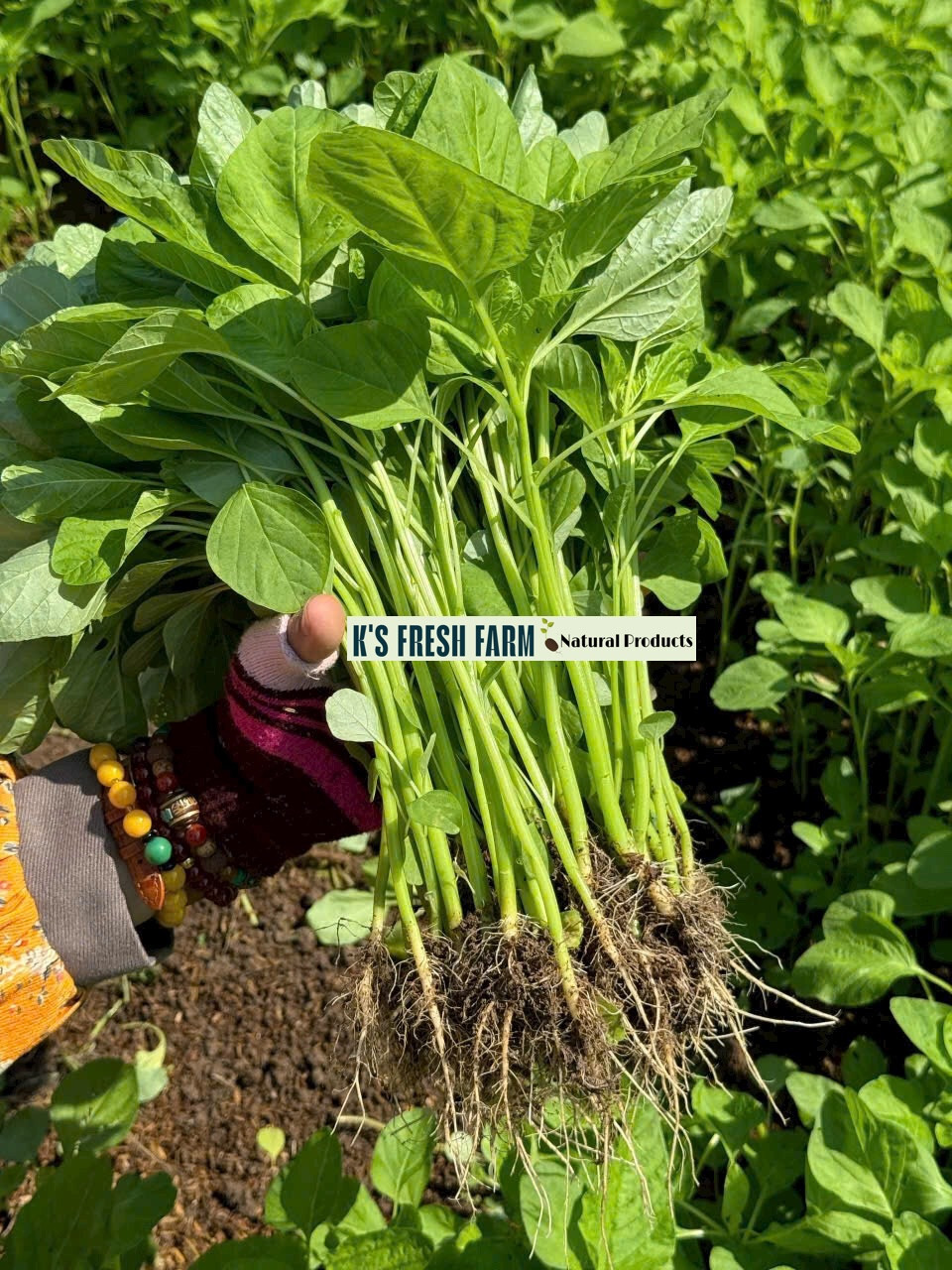 Red/Green/Garnet/Rice Spinach Amaranth Seeds-Hạt Giống Rau Dền Đỏ/Xanh/BaMàu/Cơm