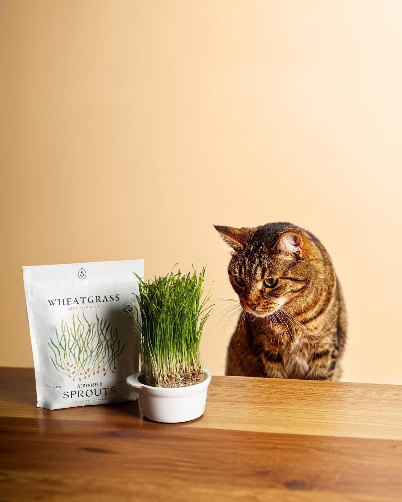 Organic Wheatgrass Seeds (16 oz) – Non-GMO, Heirloom for brown