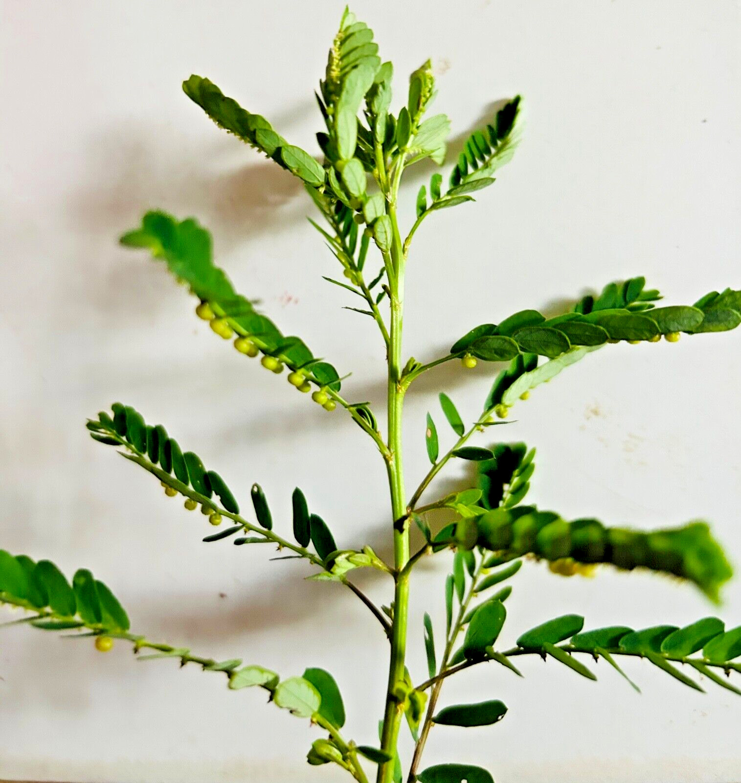 Organic Stone Breaker Phyllanthus niruri Chanca Piedra live plants,herb 2-3PCS