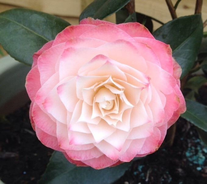 ( 1 ) – Nuccios Pearl Camellia Japonica – Starter Plant ( 4L ) ( 1 live plant )