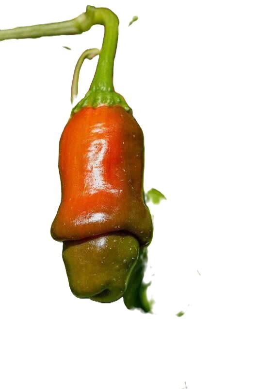 Peter Pepper Heirloom Hot pepper non GMO 10 Seeds Free Shipping!