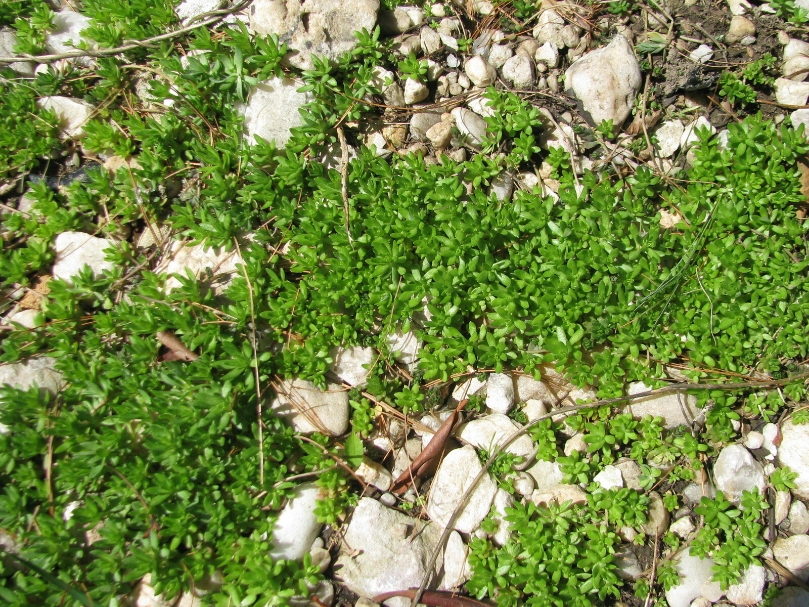 Creeping Sedum Groundcover Plants (50-Pack) | Perennial Stonecrop Variety (1″-3″