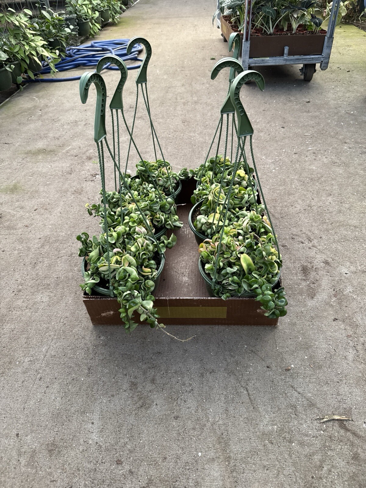 8” Hoya Rope – Hoya Compacta – Hindu Rope – Hoya Carnosa