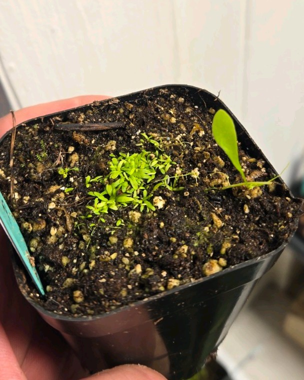 Utricularia Graminifolia And Utricularia Alpina X Humboldtii Combo Pot