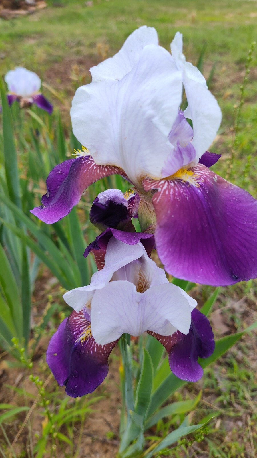 10x MIXED VARIETIES/COLORS BEARDED IRIS Bulbs/Rhizomes FRESH