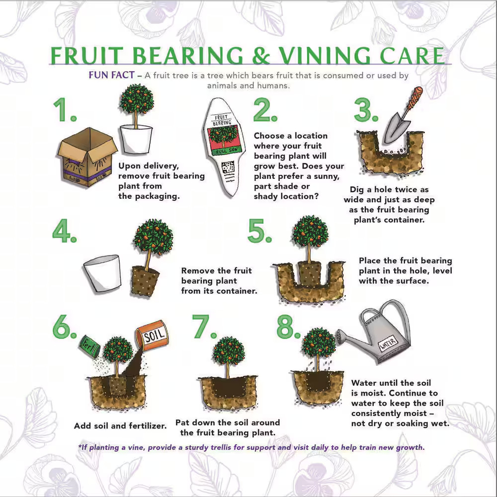 1 Gal. Tulameen Raspberry (Rubus) Live Fruiting Plant (1-Pack)