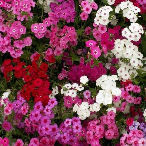 Mixed Colors Phlox Seeds Easy To Grow Fragrant, Beautiful Sun Loving Pollinators