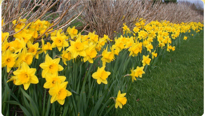 5 Old fashion yellow Daffodil bulbs~Woodland gardens ~Naturalize *FALL PLANTING
