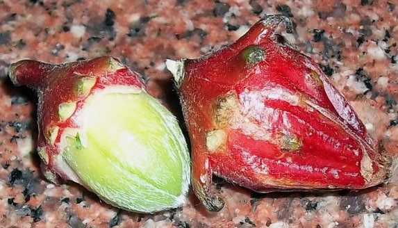Roselle Seeds Asian Sour Leaf Hibiscus sabdariffa, Tracking Included, Gardening.