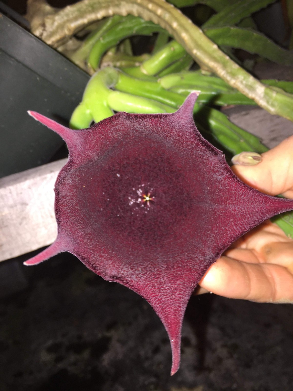 Stapelia Leendertziae 3.5 Inch Potted Plant WELL ROOTED Starfish Cactus