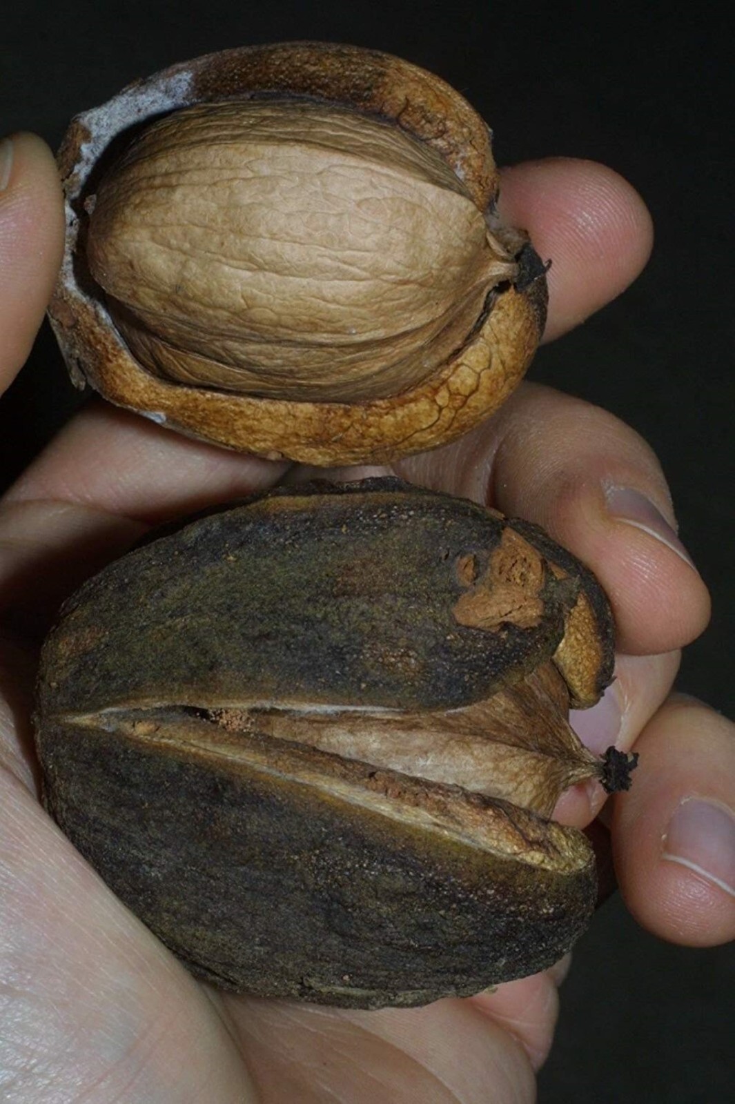 8-12” tall Shellbark Hickory (Carya laciniosa) tree plant