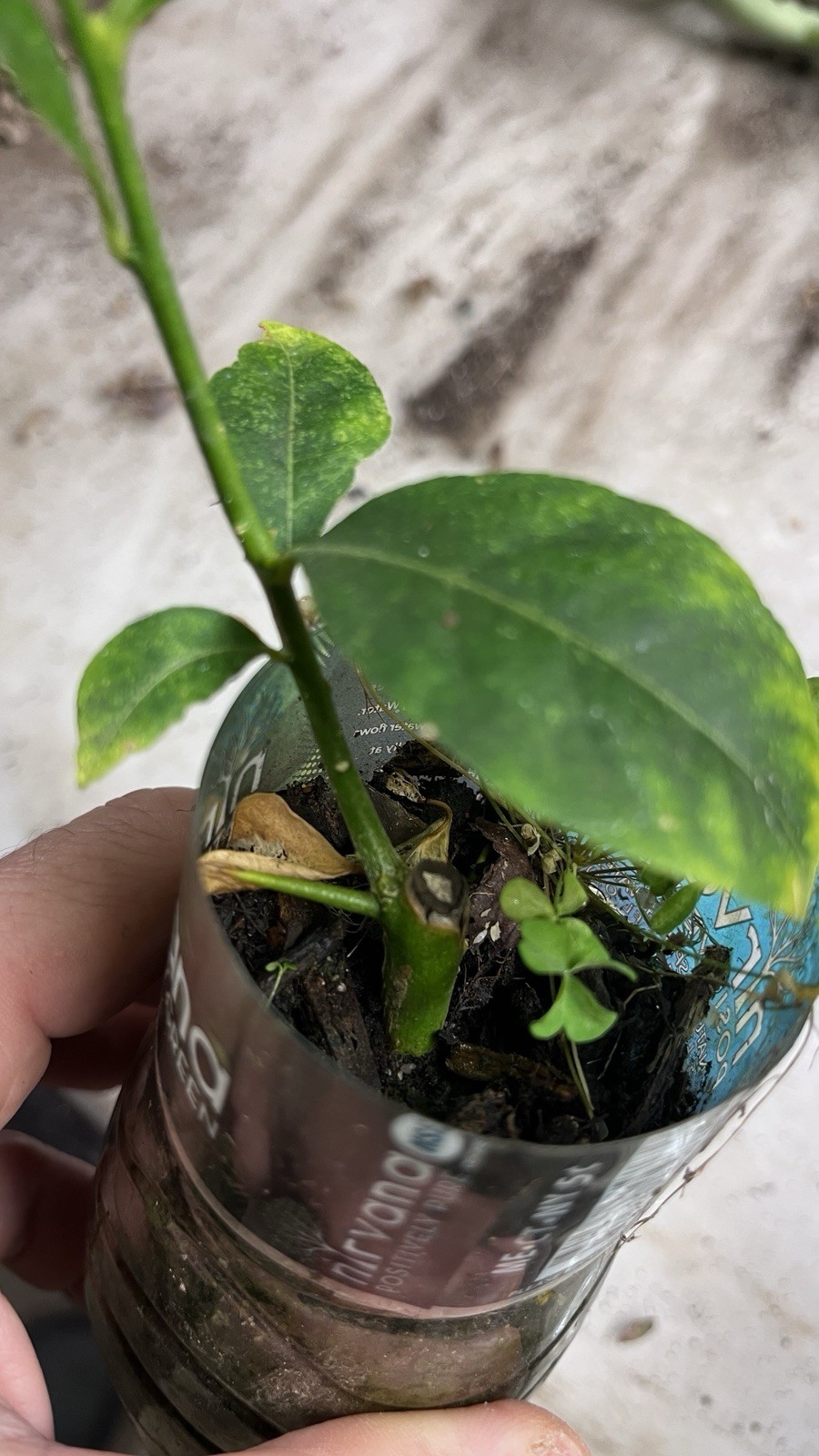 Assam lemon plant (Kaji Nemu), rooted, shipped in container with soil