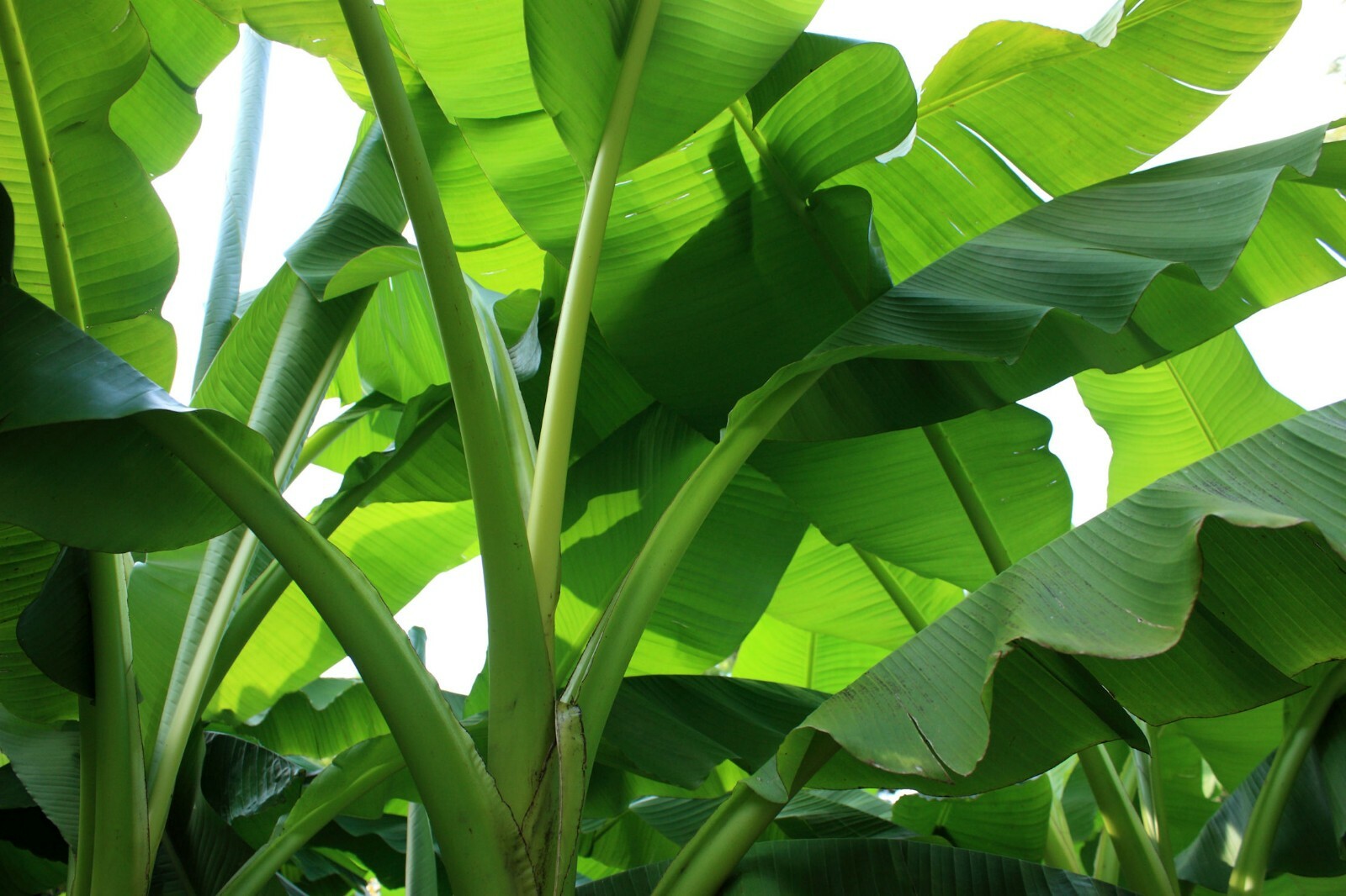 10 seeds Musa ochracea Banana -Rare Tropical Plant Seed Pack- See Description