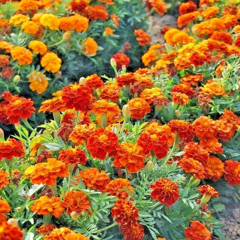 501+Sparky Mix DWARF FRENCH MARIGOLD Flower Seeds Garden Containers Pollinators