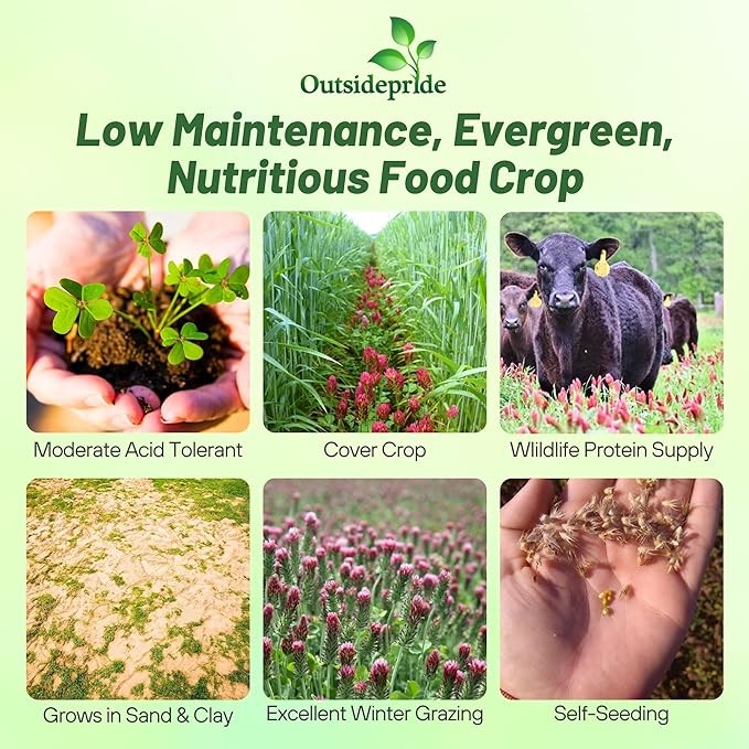 2 LBS – Inoculated Bulk Crimson Clover Seed For Planting Pastures, Cover