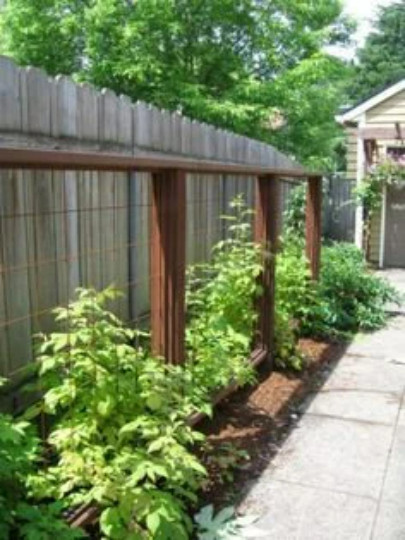 3 Raspberry Plants “Himbo-Top” Everbearing (3 Dormant Bare Root Canes)Zone 4-8