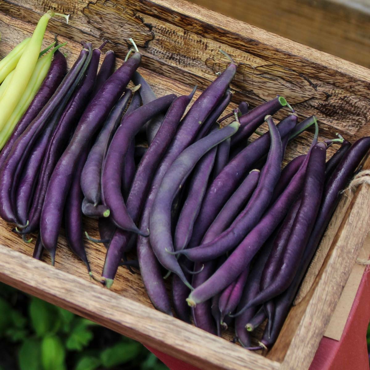 Royal Burgundy Bush Green Bean Seeds, NON-GMO, Stringless, FREE SHIPPING