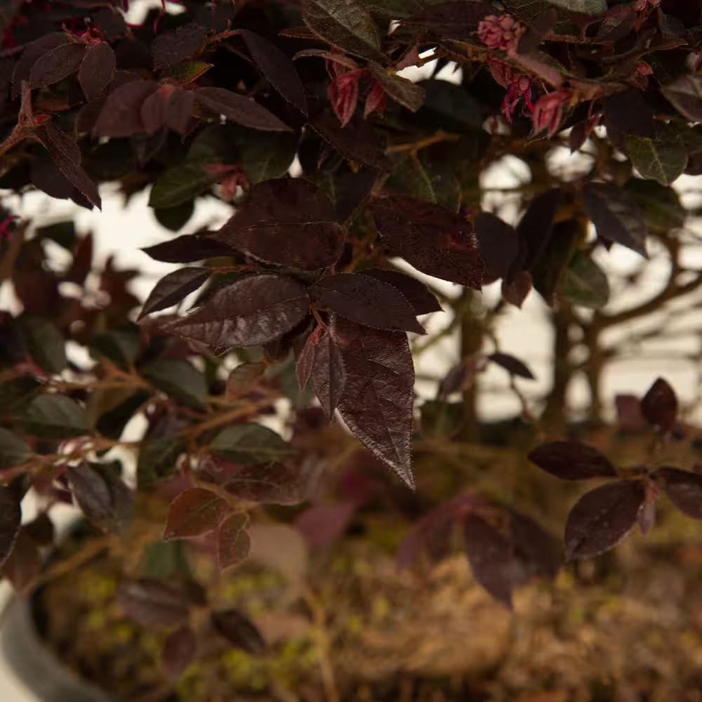 Purple Loropetalum Shrub Evergreen Flowering Bush 2.5 Qt Dwarf Pink Blooms