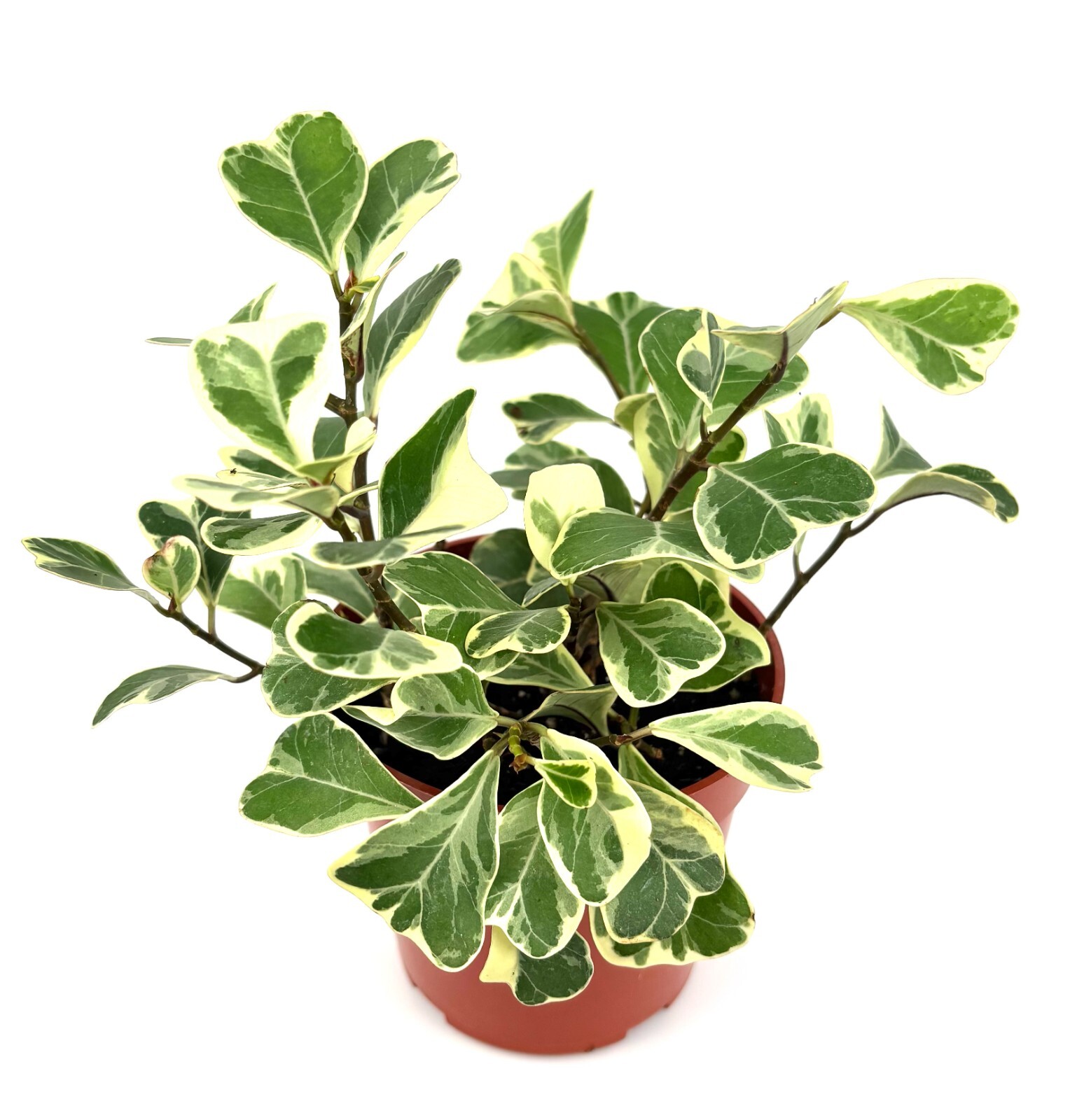 Ficus Triangularis Variegata Live Potted House Plants Air Purifying