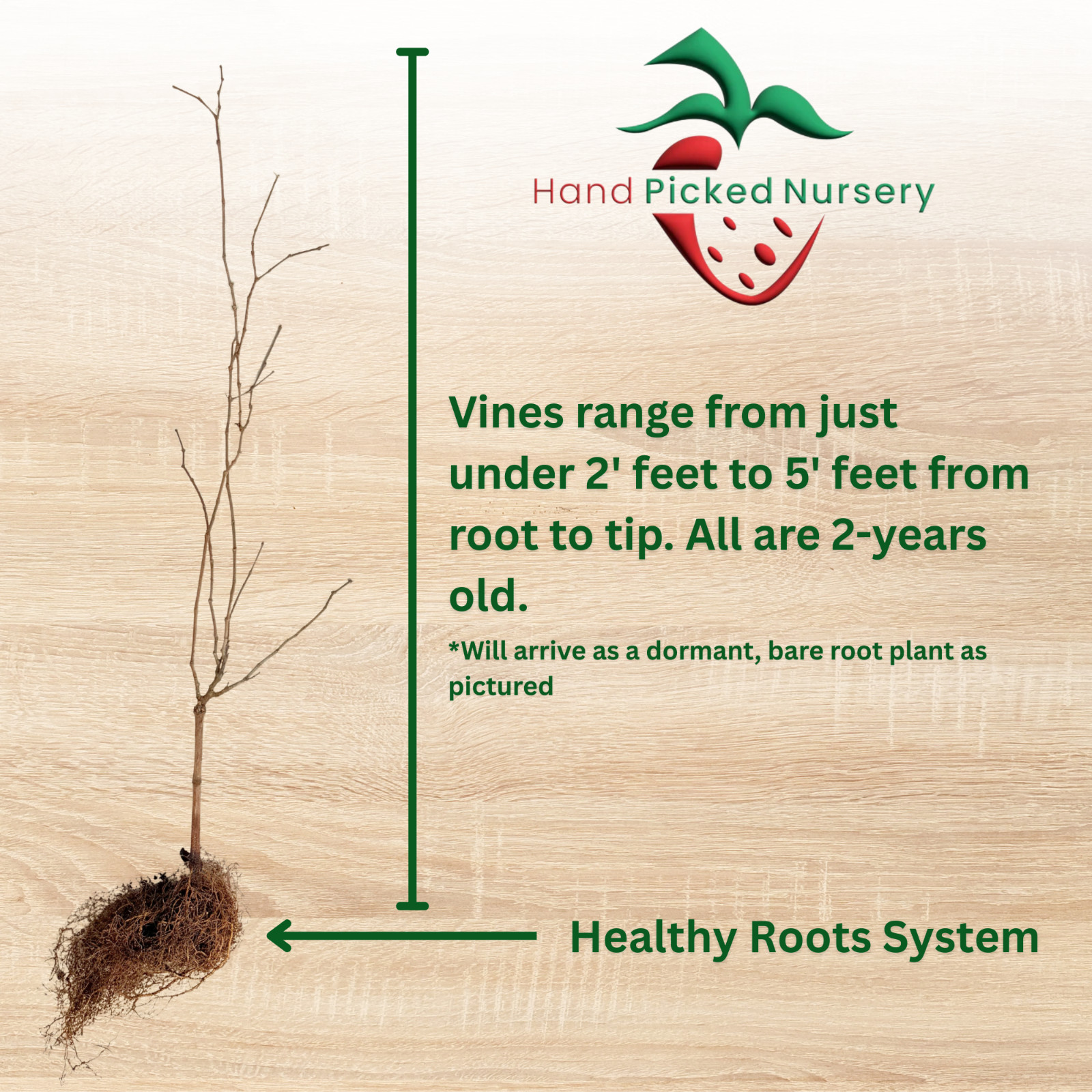 Early Fry Muscadine Grape Vine – Bare Root Live Plants – 2 Year Old Bare Root