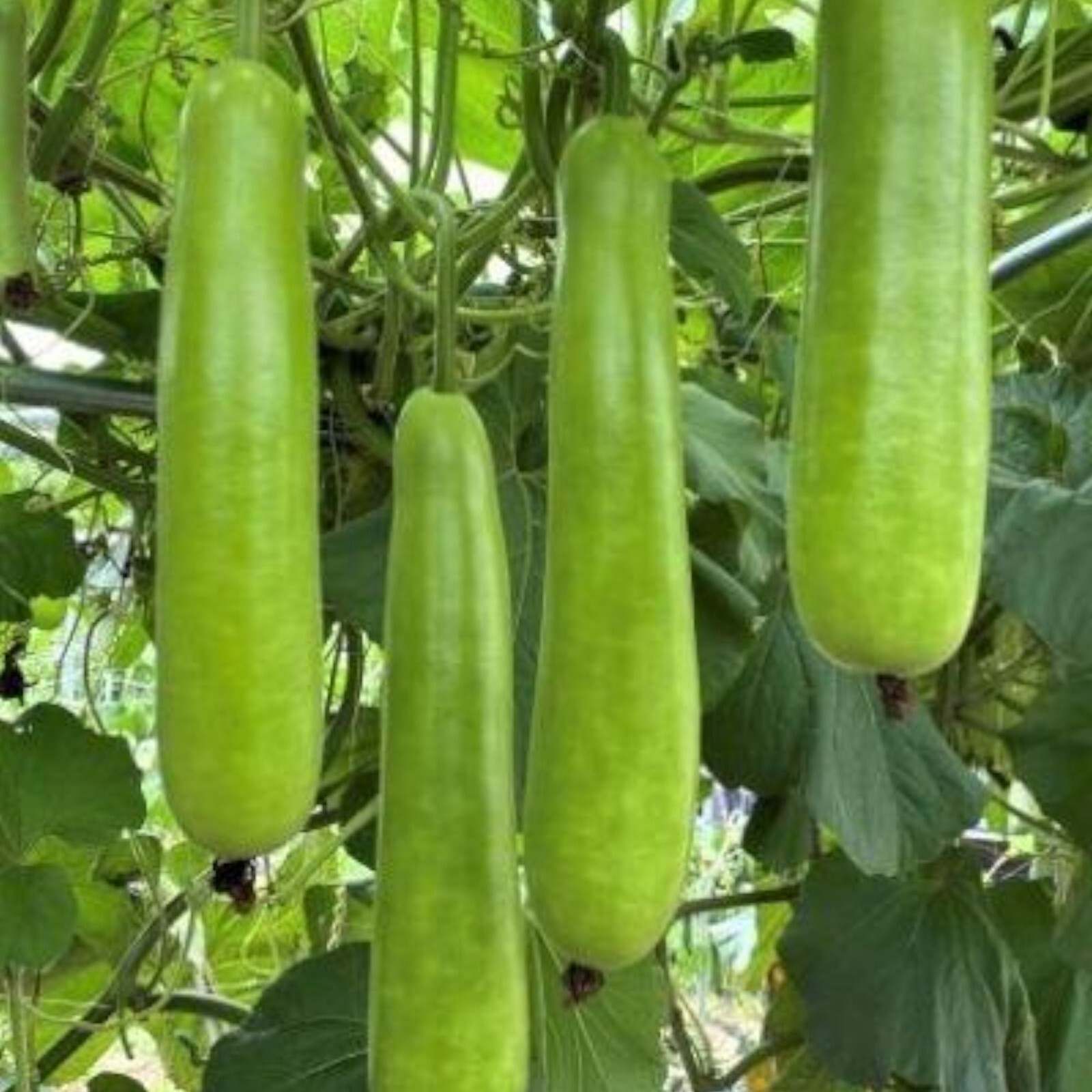 35pcs Long Bottle Gourd Seeds – Non-GMO Calabash Gourd Seeds for Planting.