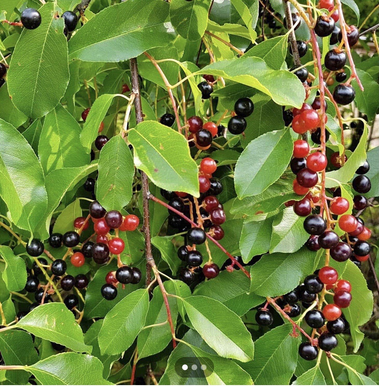 9”-12” Tall 1- LIVE PLANTS WILD BLACK CHERRY TREES PRUNUS SEROTINA EDIBLE FRUIT