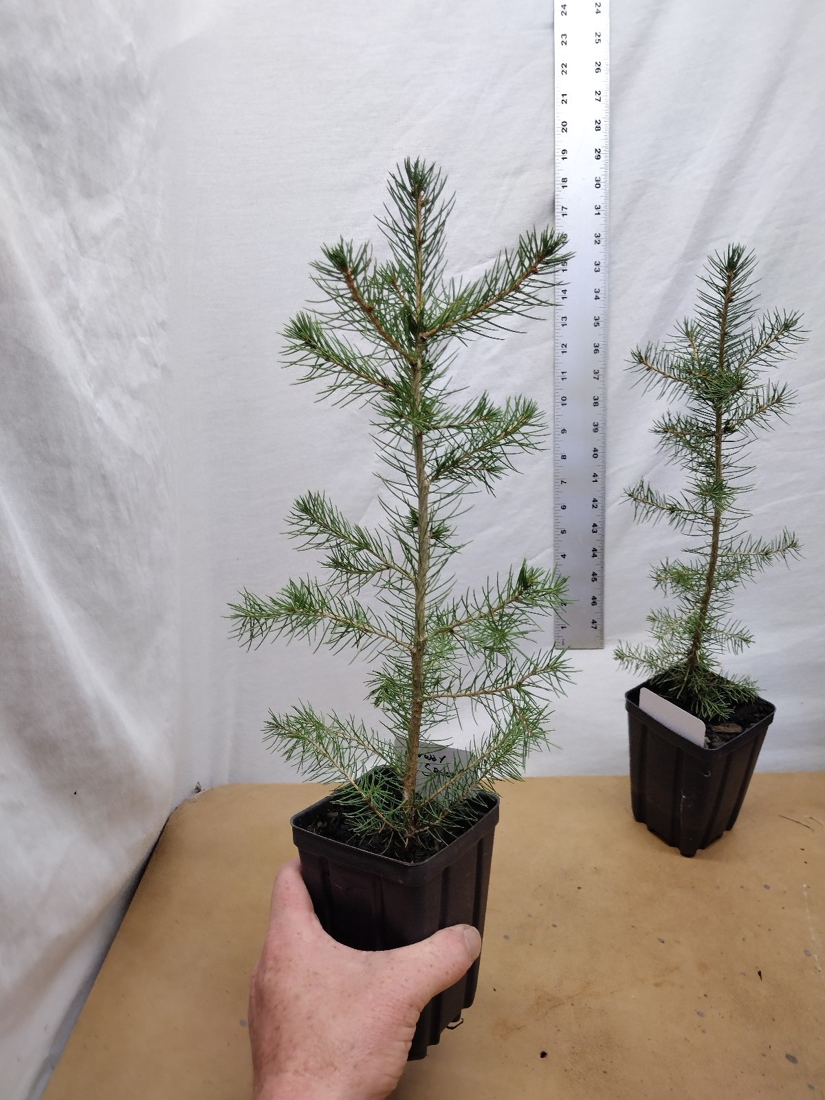 Norway Spruce 1 year old tree in nursery pot. Picea abies. Live