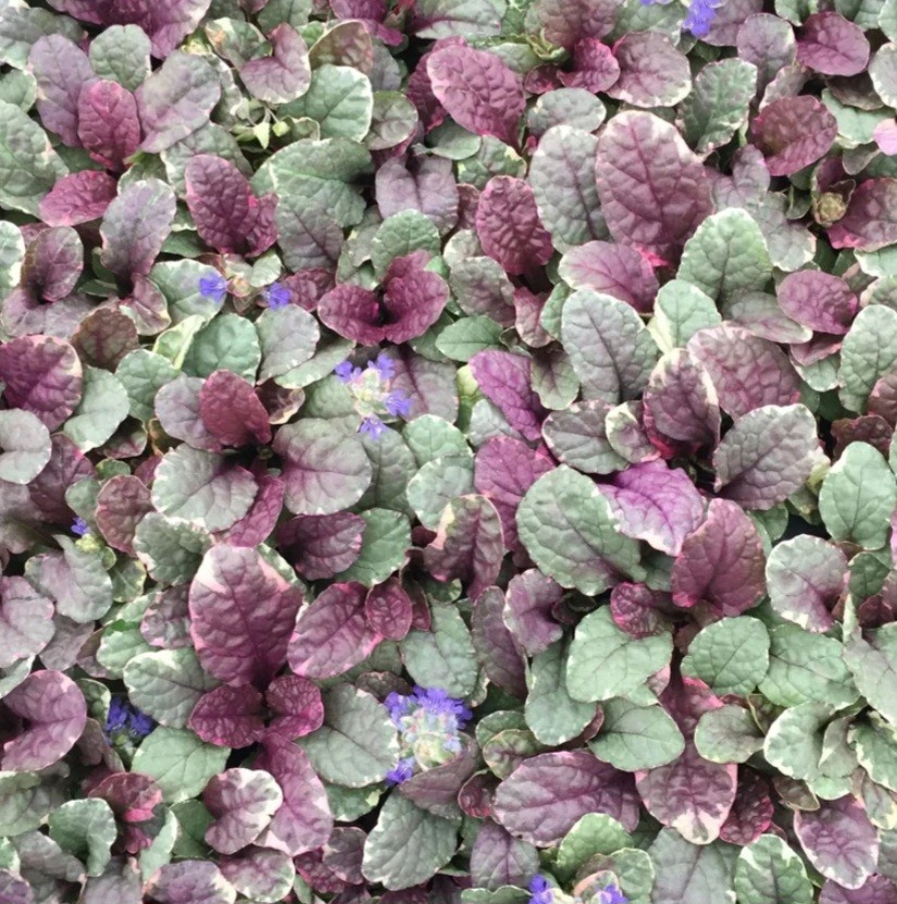 Bugleweed Burgandy Glow (2)