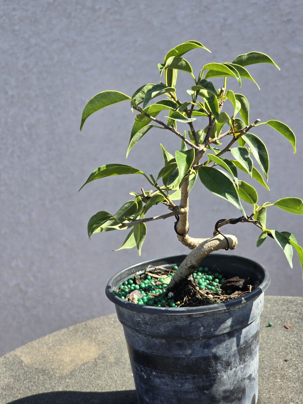 Ficus Oriental Curvy Trunk Pre Bonsai