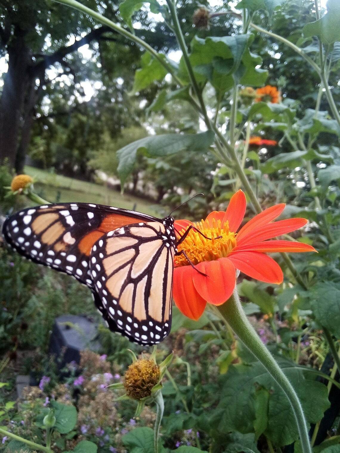 30 SEEDS MEXICAN SUNFLOWER TORCH TITHONIA SPECIOSA