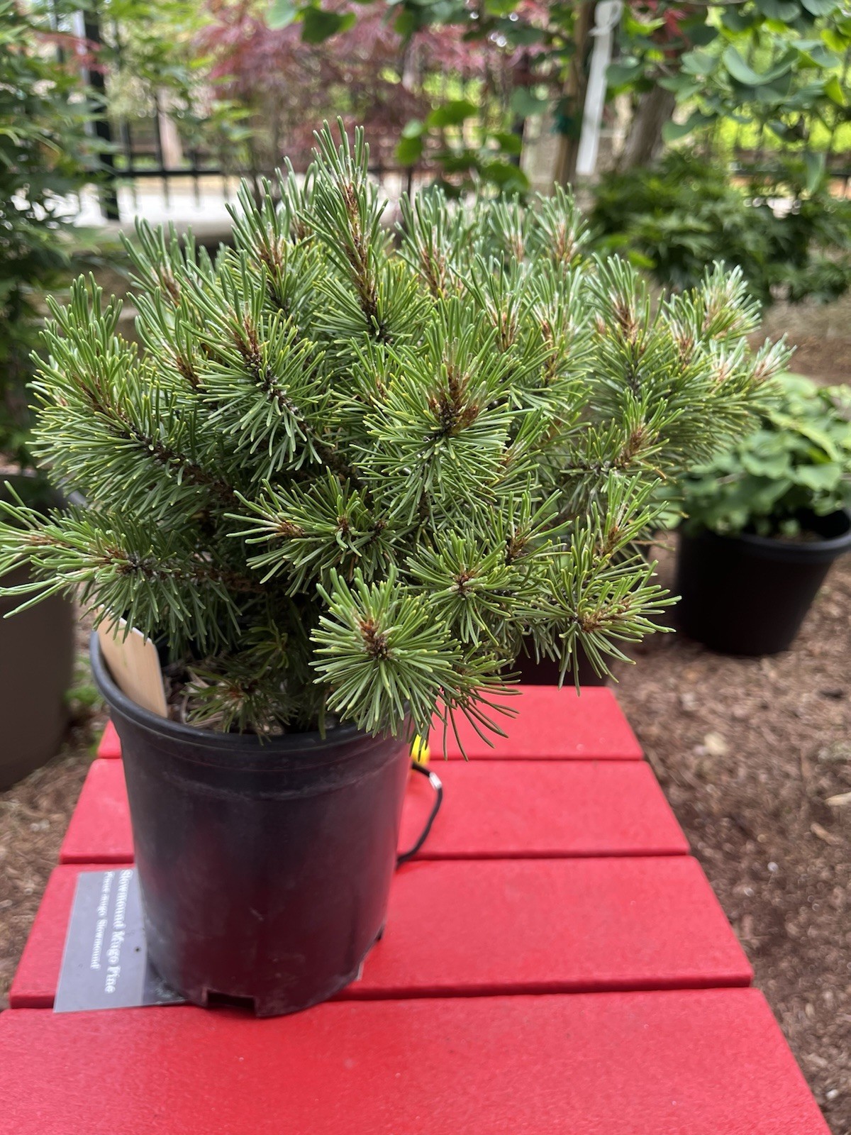 Slowmound Mugo Pine “Pinus Mugo” Pre-bonsai