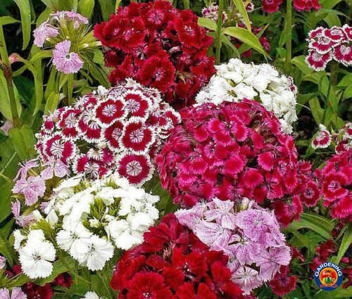 Sweet William Flower Seeds Pinks Dianthus Mixed Colors (1000 to 25,000 SEEDS)
