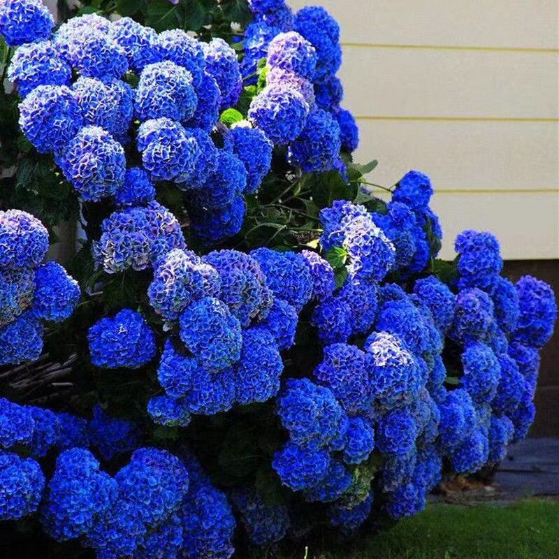 25pc HYDRANGEA SEEDS Garden Plant Flower rare exotic USA seller FREE shipping