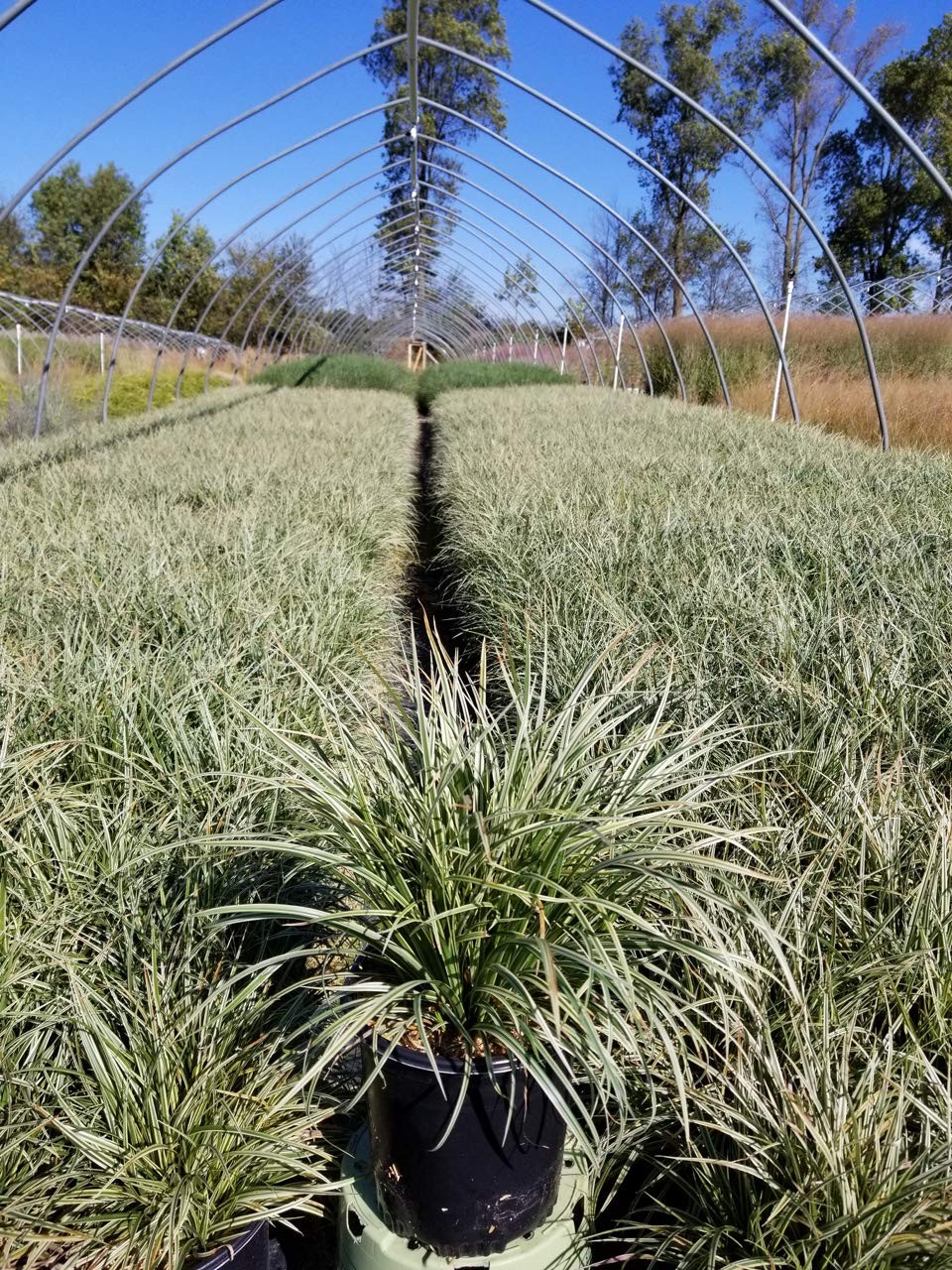 Green Promise Farms Carex Morowii Silver Sceptre Silver Sceptre Sedge Grass