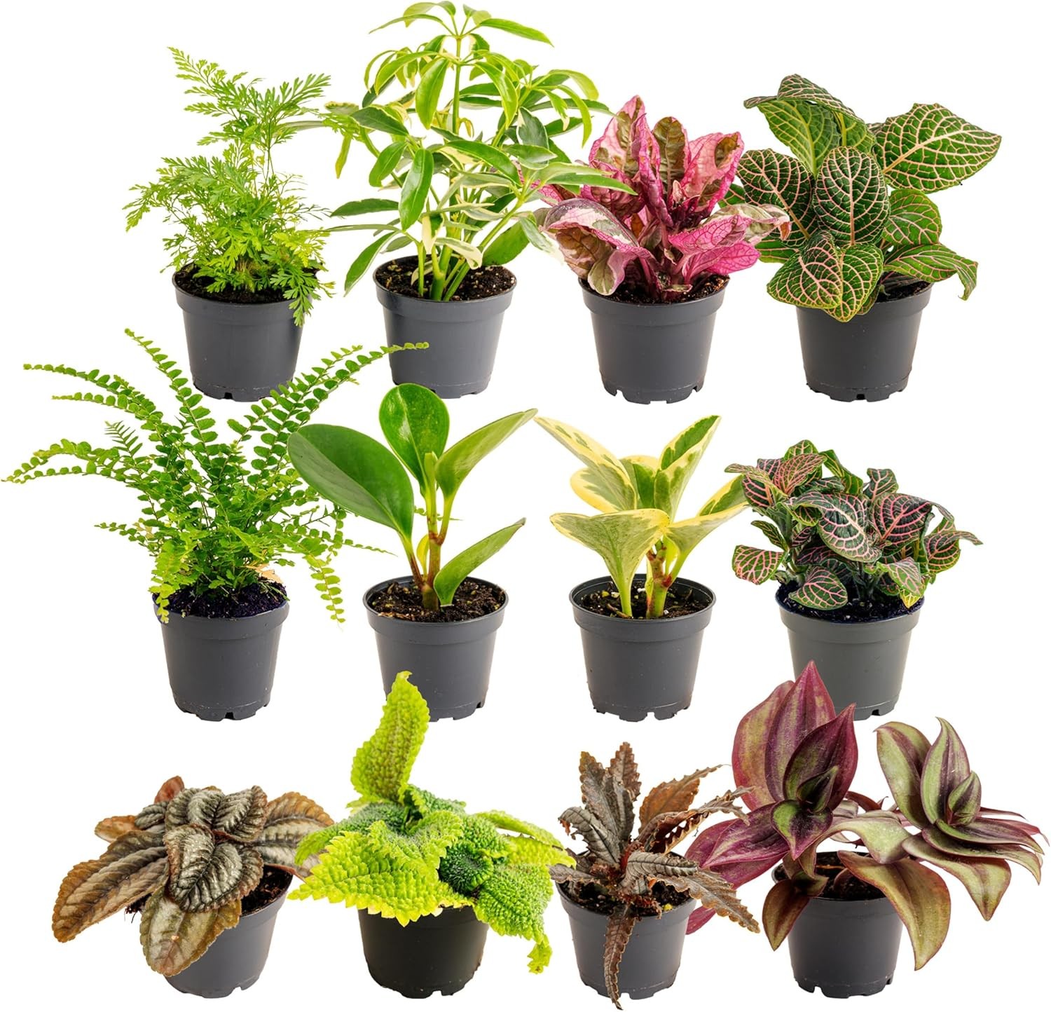 Costa Farms Mini Live Indoor Houseplants (12-Pack), Starter Plants in Nursery Po