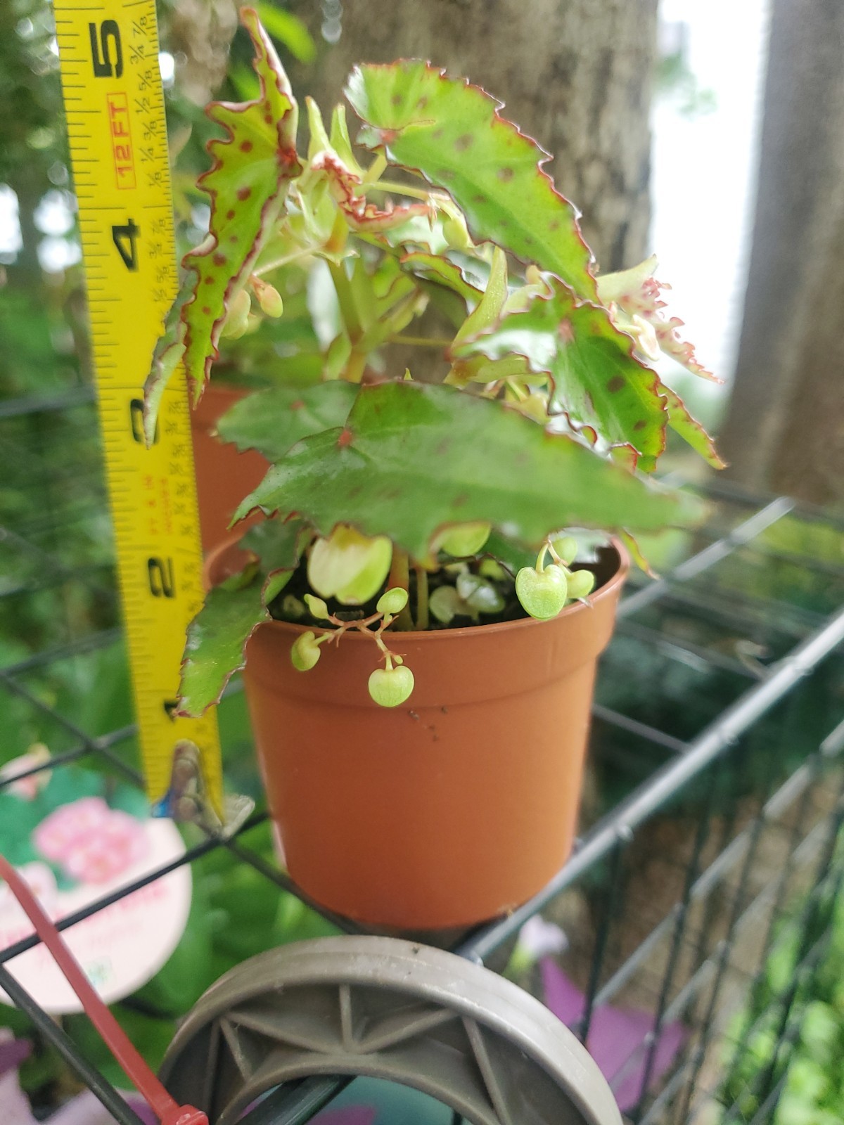 Lot Of 3 RARE Begonia AMPHIOXUS Live Ships In 2.5″