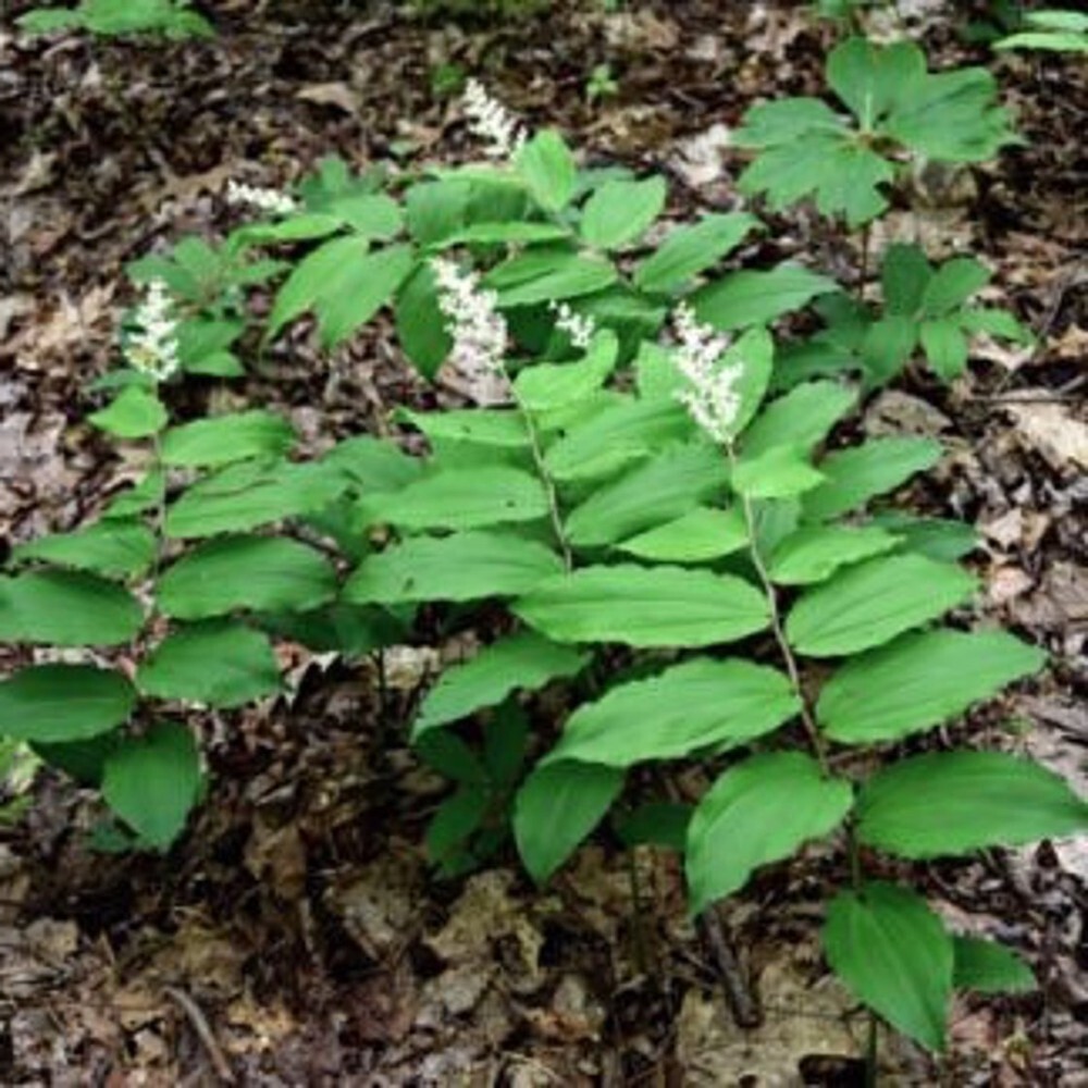 Racemosum False Solomonseal Maianthemum Organically Grown Solomons 50 Bare Roots