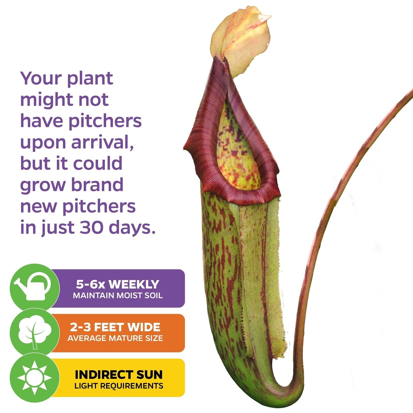 Miranda Carnivorous Pitcher Plant – Nepenthes miranda