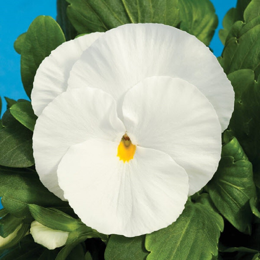 50 Pansy Seeds Delta Premium Pure White