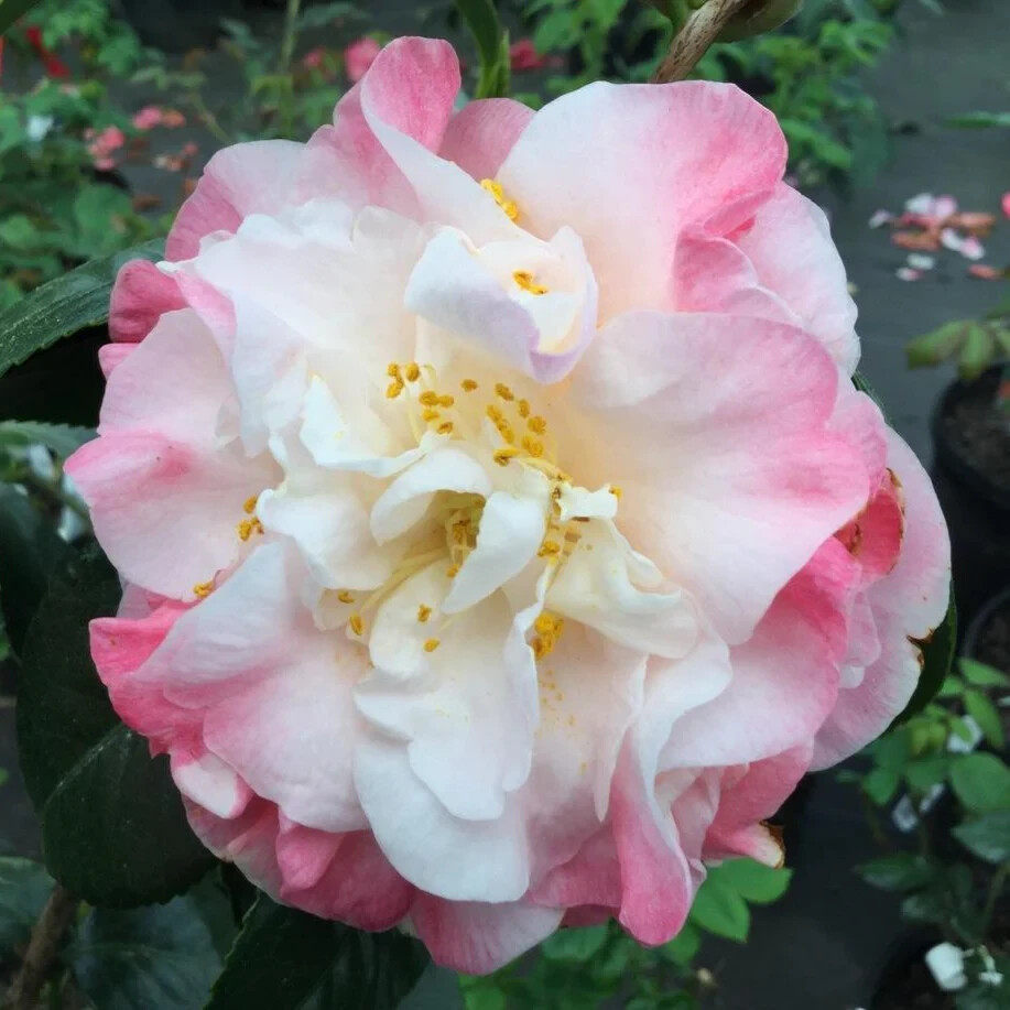 Mrs. Lyman Clarke~Camellia Japonica-Live Starter Plant -Highly Variable Blooms!