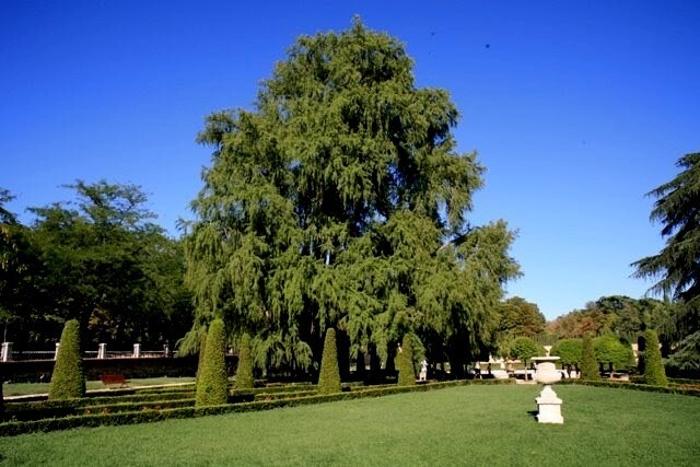 Montezuma Bald Marsh Cypress Tree Seeds (Taxodium mucronatum) Fast, Bonsai, Rare