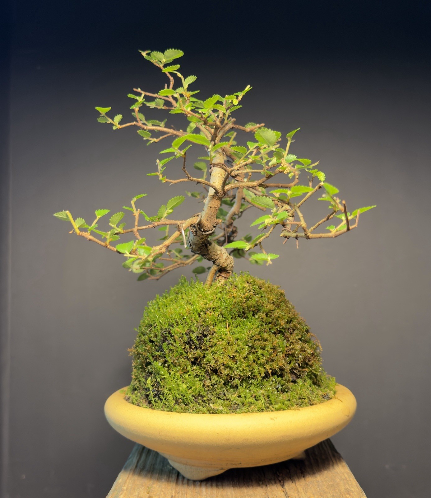 Bonsai Tree Cork Bark Chinese Elm From Root Cutting 10” tall Quality Chinese Pot