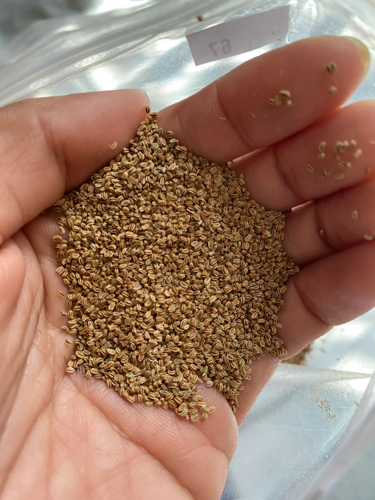 5000+Chinese Celery Seeds – Light Green Non-GMO Heirloom!USA! Free Shipping!