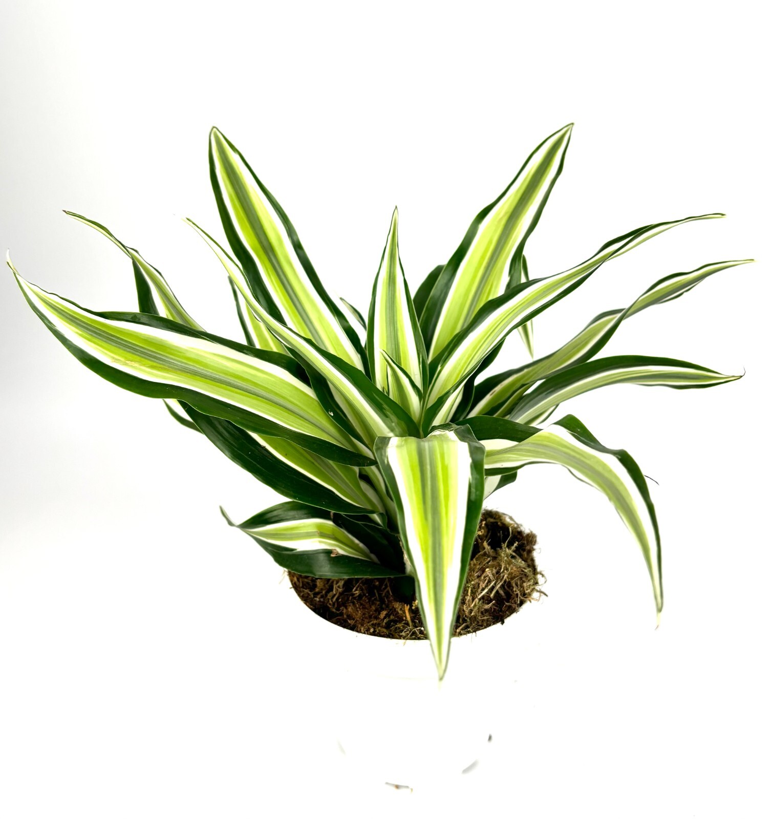 Dracaena Malaika Air Purifying Houseplants House Plants, 4″ Pot